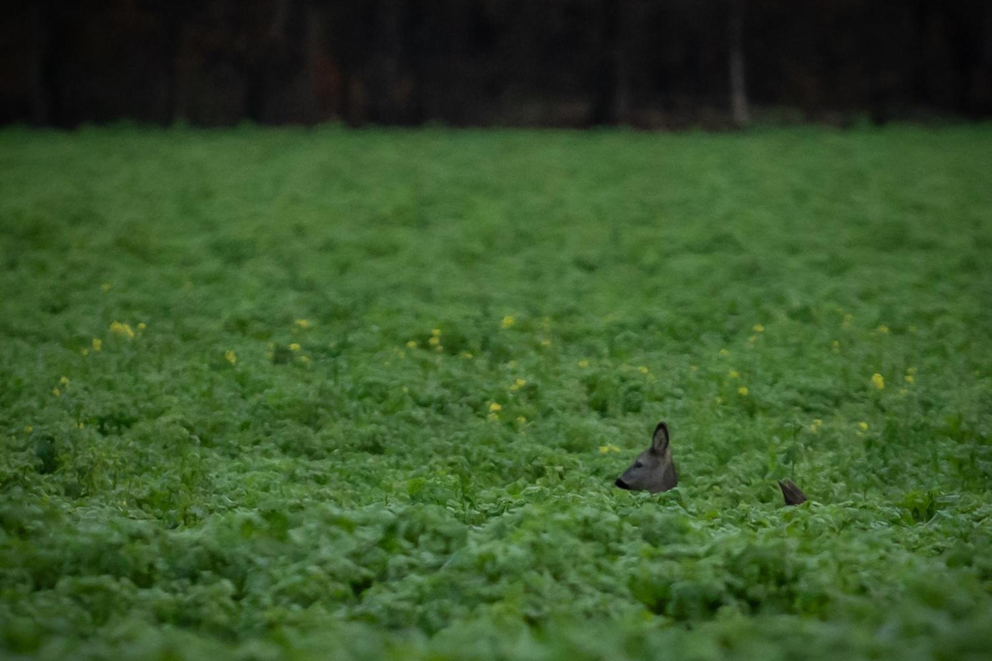 Drents Genieten - Kraaiheide Met Prive Jacuzzi Erm Kültér fotó